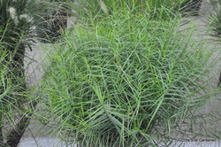 Carex muskingumensis 'Little Midge' — photo 3
